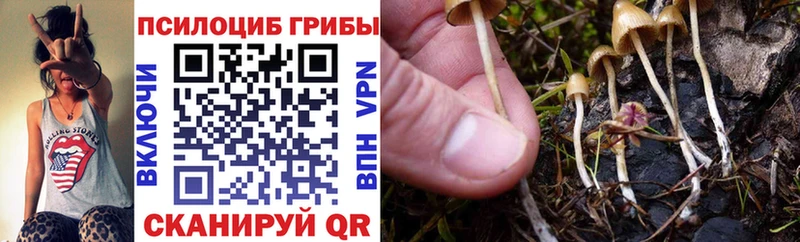 mega ССЫЛКА  Шарья  Псилоцибиновые грибы Psilocybine cubensis 